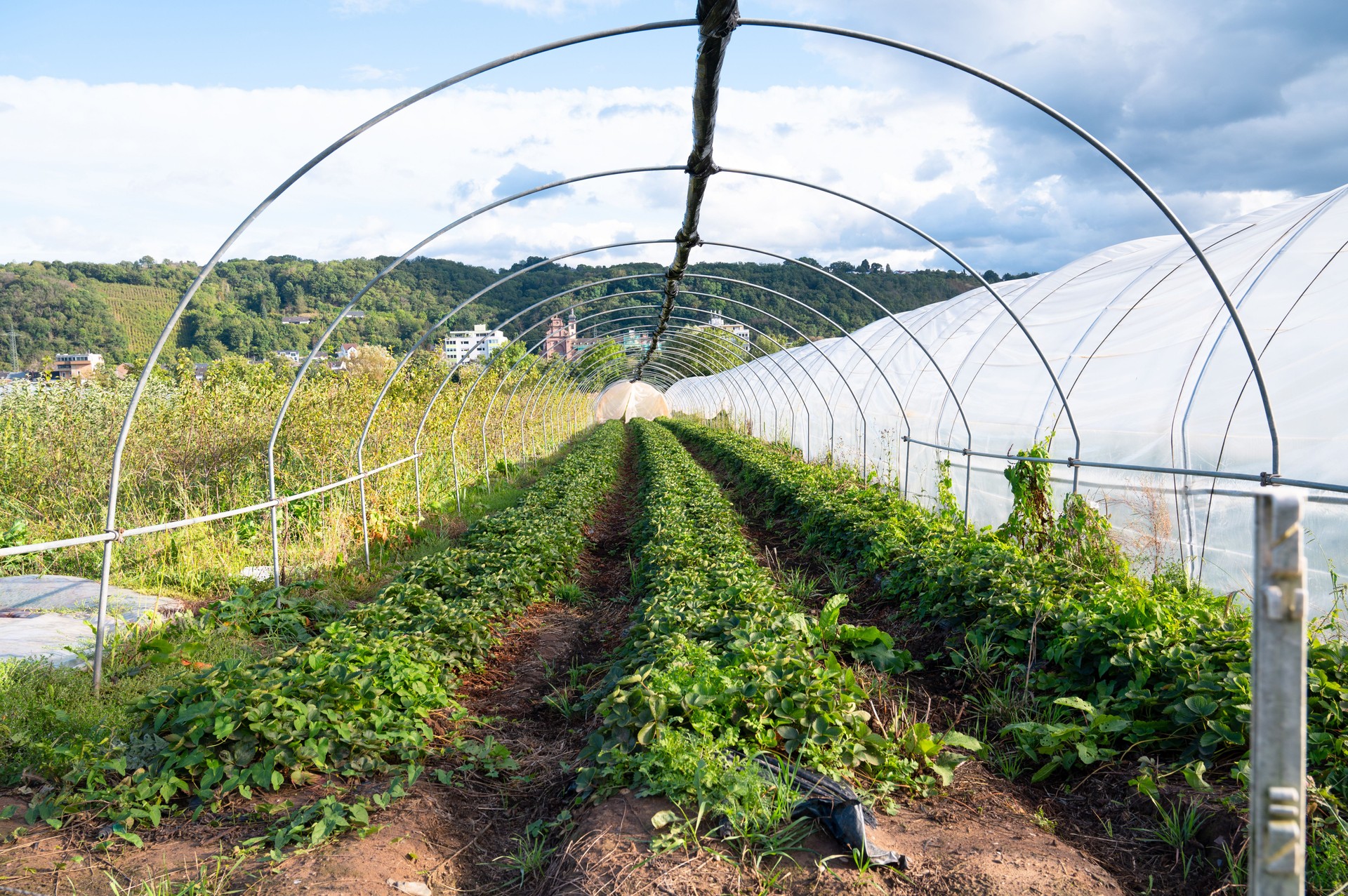 Campo de agricultura con plantas de fresa en un invernadero, brote en una fila, cultivo de frutas orgánicas, plantación de alimentos en el jardín, primavera